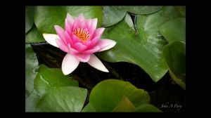 Water Lilly